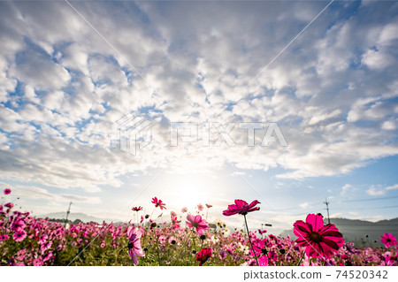 在京都府龜岡市的宇宙花園拍攝的秋季櫻花 在京都府龜岡市的宇宙花園拍攝的秋季櫻花 74520342