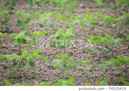 Soybean field Soybean field 74520419