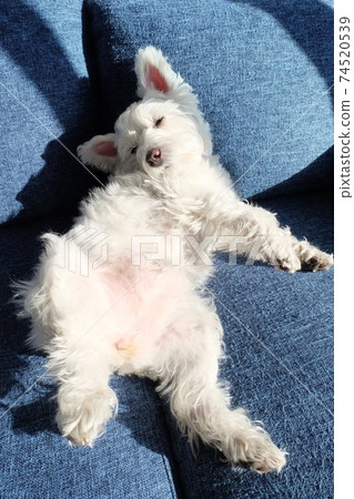 West Highland White Terrier relaxing too much on the sofa 74520539