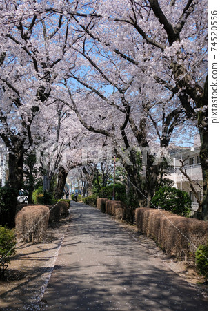 東京春天國分寺市西町龍口海濱長廊 東京春天國分寺市西町龍口海濱長廊 74520556