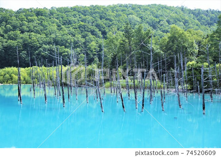 Blue Pond (Shirogane, Biei-cho, Hokkaido) Blue Pond (Shirogane, Biei-cho, Hokkaido) 74520609