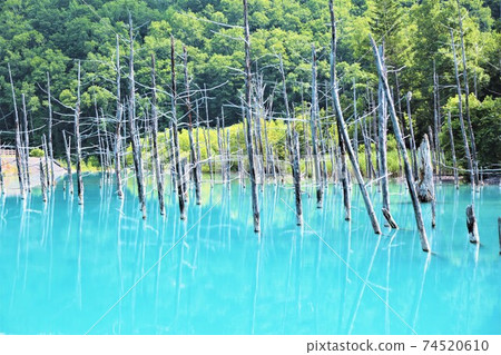 Blue Pond (Shirogane, Biei-cho, Hokkaido) 74520610
