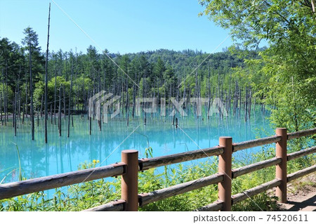 Blue Pond (Shirogane, Biei-cho, Hokkaido) Blue Pond (Shirogane, Biei-cho, Hokkaido) 74520611