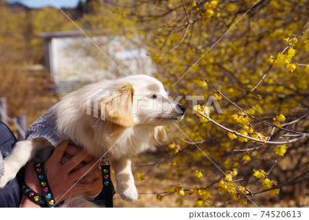 日本五香粉Pomex混合狗 74520613