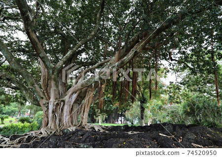 我去了夏威夷大島的Liliuokalani公園 我去了夏威夷大島的Liliuokalani公園 74520950