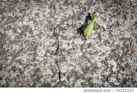A photo of a wireworm that came out of a mantis. Image of parasites. A photo of a wireworm that came out of a mantis. Image of parasites. 74521137