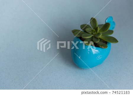 Succulent in a turquoise pot in the form of a whale Succulent in a turquoise pot in the form of a whale 74521183