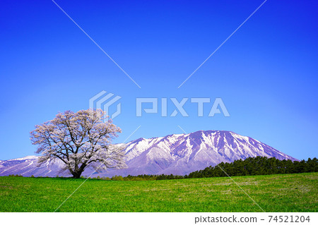 岩手山和Ikura櫻花樹 74521204