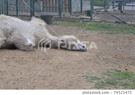 The camel lies on the ground and sleeps. The camel lies on the ground and sleeps. 74521475