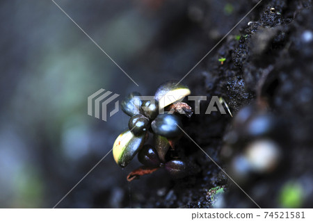 Jeju Island. Udo Island. Sea. Rocks Jeju Island. Udo Island. Sea. Rocks 74521581