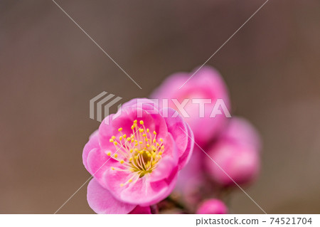 Red plum plum blossom weeping Red plum plum blossom weeping 74521704