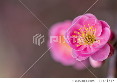 Red plum plum blossom weeping Red plum plum blossom weeping 74521747