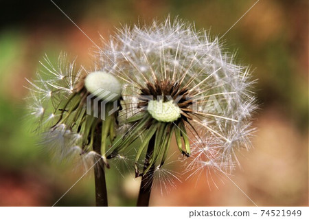 清晰顯示蒲公英種子外觀的照片 清晰顯示蒲公英種子外觀的照片 74521949
