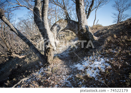 幸福山毛櫸 幸福山毛櫸 74522179