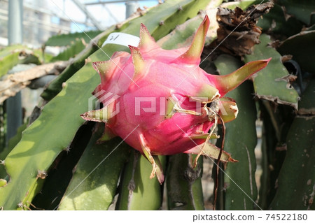 溫室中的火龍果 溫室中的火龍果 74522180
