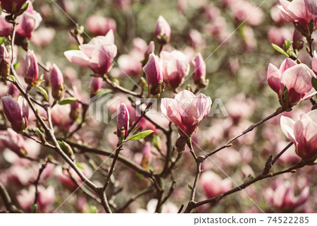 Magnolia spring flowers 74522285
