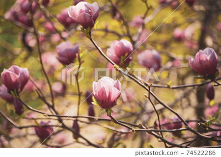 Magnolia spring flowers Magnolia spring flowers 74522286