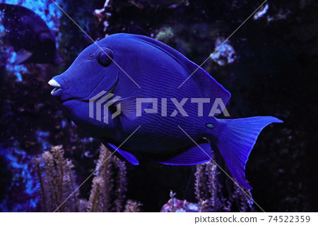 Blue doctorfish 74522359