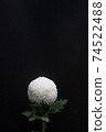 White chrysanthemum White chrysanthemum 74522488