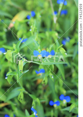 鴨蹠草 鴨蹠草 74522959