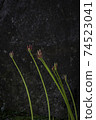 Cluster amaryllis Cluster amaryllis 74523041