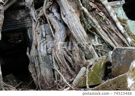 塔普倫(Ta Prohm)內襯著神秘的巨型樹木 塔普倫(Ta Prohm)內襯著神秘的巨型樹木 74523488