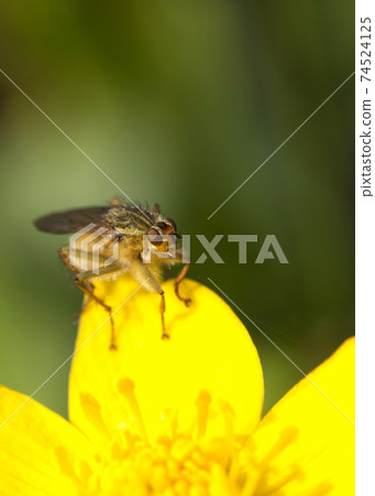 Yellow dung fly 74524125