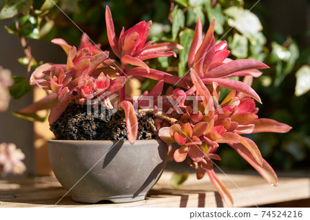 多肉植物(火節) 多肉植物(火節) 74524216