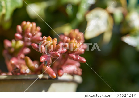 多肉植物（彩虹球） 74524217
