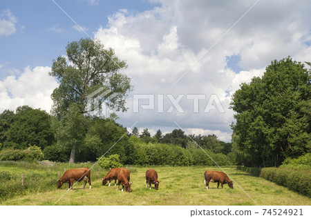 Meadow with cows Meadow with cows 74524921