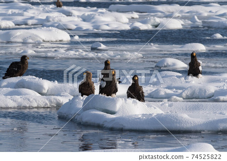 Sea eagles on drift ice 74525822