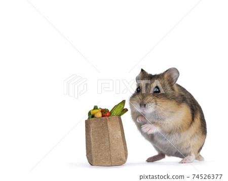 Hamster on white background Hamster on white background 74526377