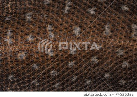 Full frame macro of Savannah Monitor lizard skin Full frame macro of Savannah Monitor lizard skin 74526382