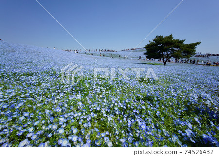 Nemophila flowers that grow in clusters on vast hills under a cloudless blue sky Nemophila flowers that grow in clusters on vast hills under a cloudless blue sky 74526432