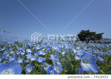 Nemophila flowers that grow in clusters on vast hills under a cloudless blue sky 74526433