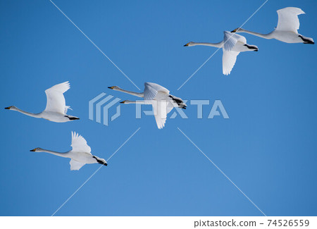 Swan flying against the blue sky Swan flying against the blue sky 74526559