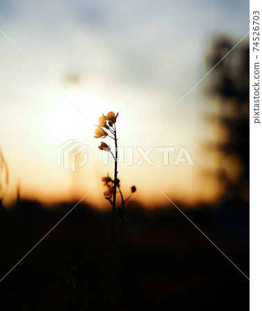 夕陽下閃耀的油菜花 夕陽下閃耀的油菜花 74526703
