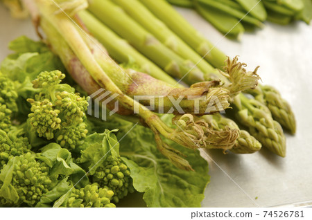 春天野生植物 春天野生植物 74526781