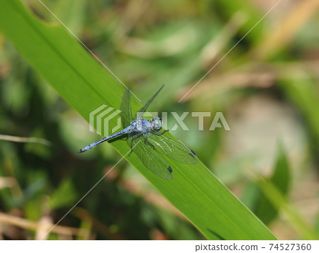 Naniwa dragonfly Naniwa dragonfly 74527360