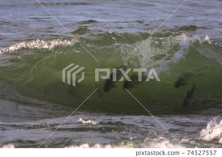 Salmon run-up Salmon run-up Salmon that get used to fresh water near the mouth of the river 74527557