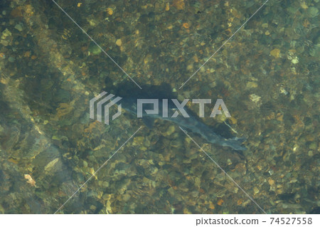 鮭魚繁殖鮭魚繁殖鮭魚回到家鄉的河邊 74527558