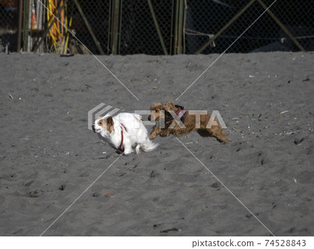 happy dog cocker spaniel playing at the beach happy dog cocker spaniel playing at the beach 74528843