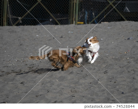 happy dog cocker spaniel playing at the beach 74528844
