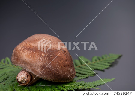 A photo of the highest peak of carefully selected raw shiitake mushroom "Noto Temari" A photo of the highest peak of carefully selected raw shiitake mushroom "Noto Temari" 74529247