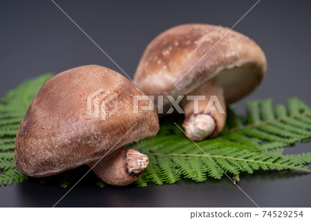 A photo of the highest peak of carefully selected raw shiitake mushroom "Noto Temari" A photo of the highest peak of carefully selected raw shiitake mushroom "Noto Temari" 74529254