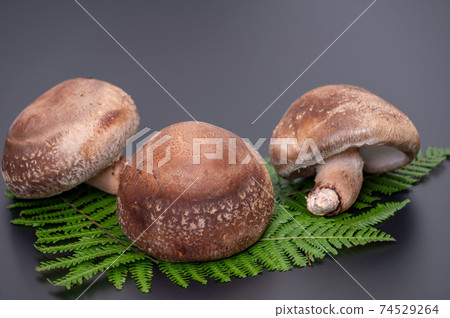 A photo of the highest peak of carefully selected raw shiitake mushroom "Noto Temari" 74529264