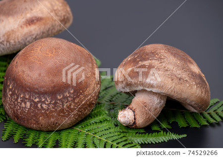 A photo of the highest peak of carefully selected raw shiitake mushroom "Noto Temari" A photo of the highest peak of carefully selected raw shiitake mushroom "Noto Temari" 74529266