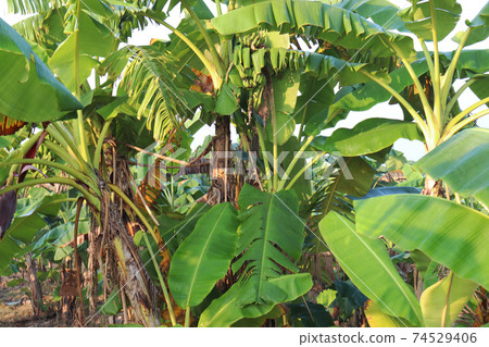 green colored banana tree stock on firm green colored banana tree stock on firm 74529406