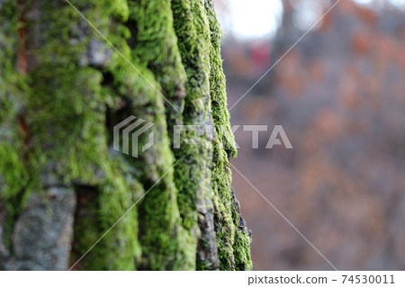Moss 74530011