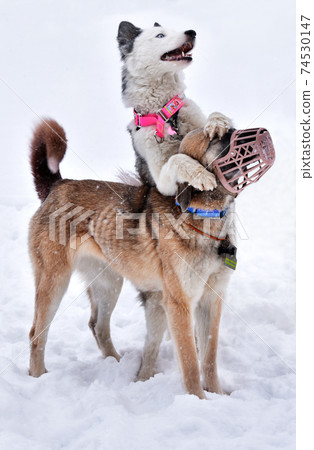 A dog of the Yakut Laika breed hugs a Kangal (Turkish Anatolian Shepherd) dog in a muzzle while playing in the snow  74530147